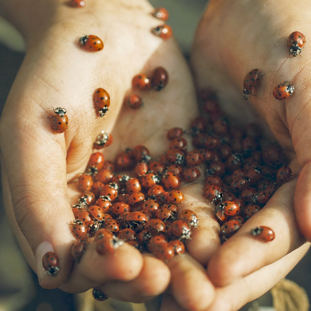 Ladybugs in cupped hands